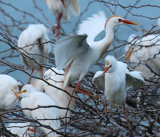 Cattle egret