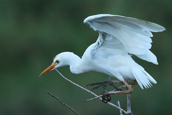 Cattle egret