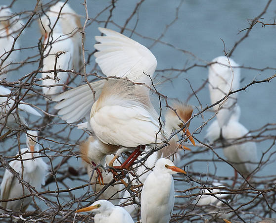 Cattle egret