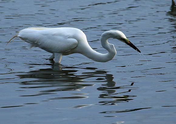 In the lagoon