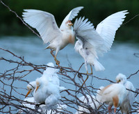 Cattle egret