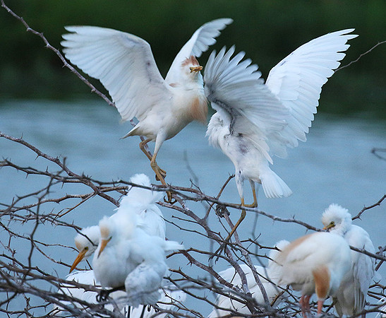 Cattle egret