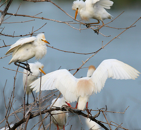 Cattle egret