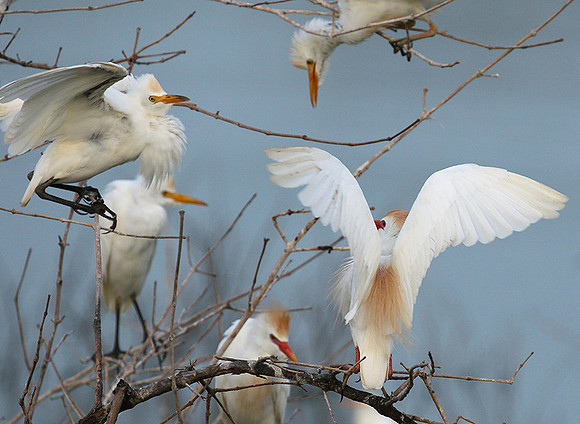 Cattle egret