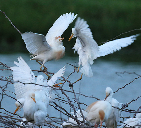 Cattle egret