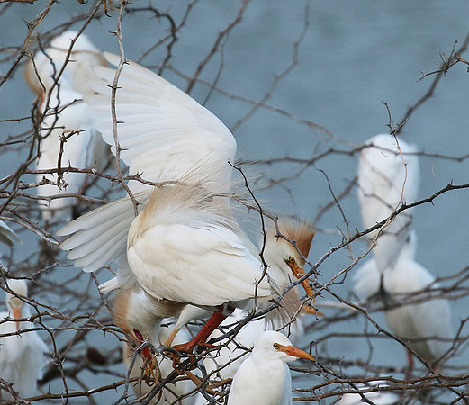 Cattle egret