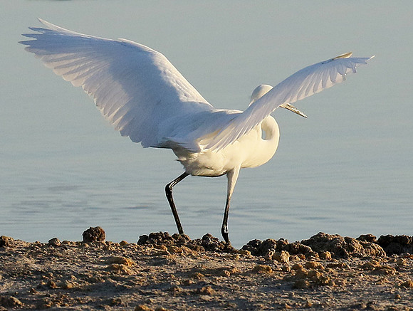 In the lagoon