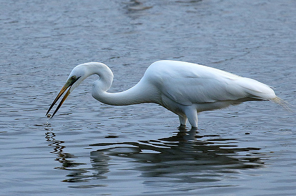 In the lagoon