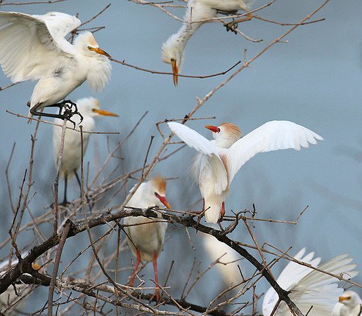 Cattle egret