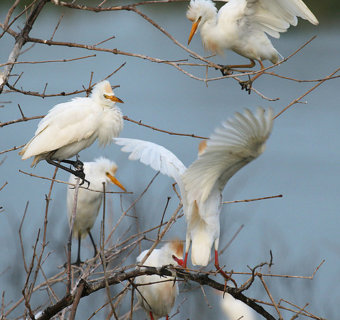 Cattle egret