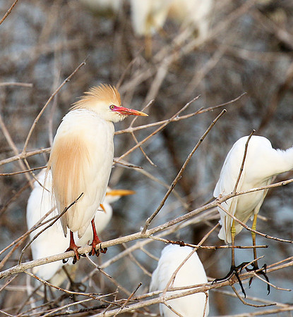 Western cattle egrets settling for the night