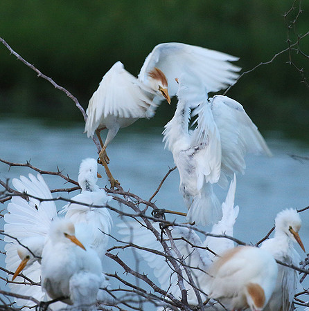 Cattle egret
