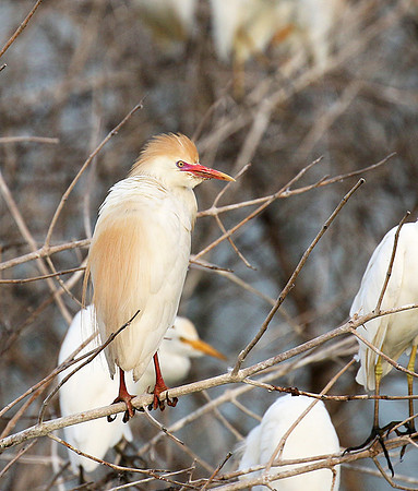 Western cattle egrets settling for the night