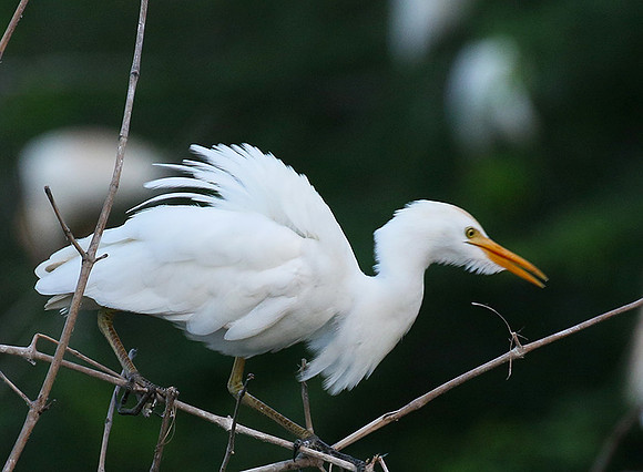 Cattle egret