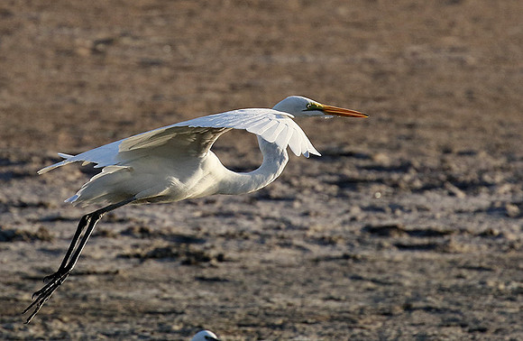 In the lagoon