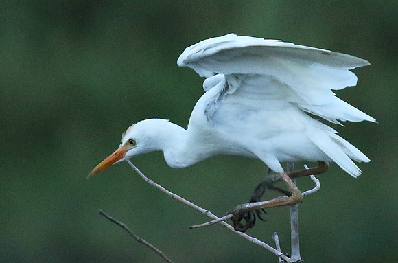Cattle egret