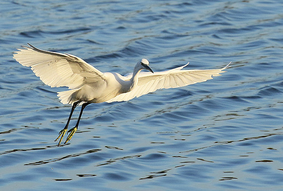 Egret in the lagoon (aigrette dans le lagoon)
