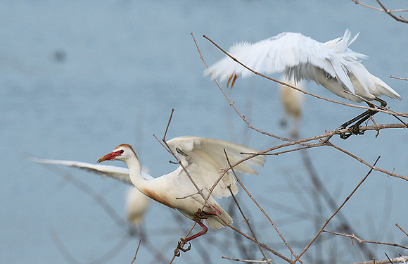 Cattle egret