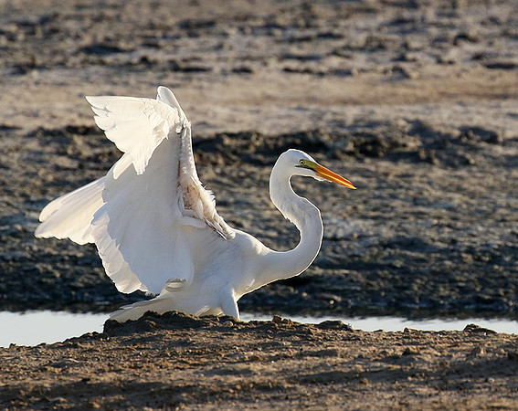 Egret in the lagoon (aigrette dans le lagoon)