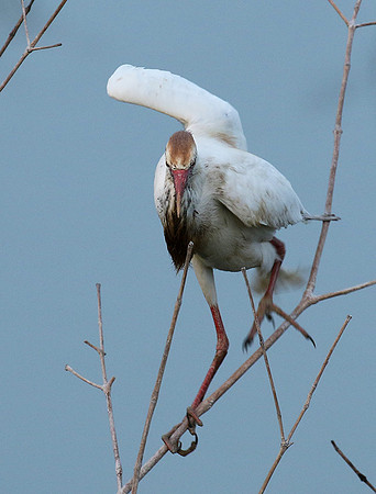Cattle egret