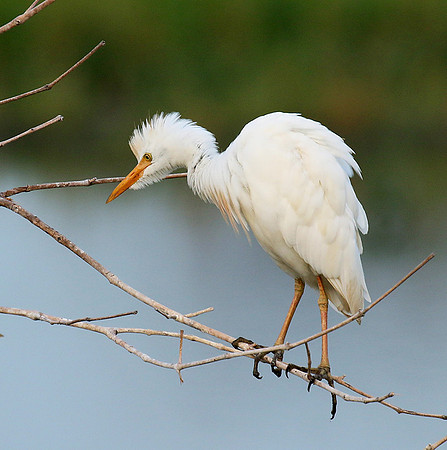 Western cattle egrets settling for the night