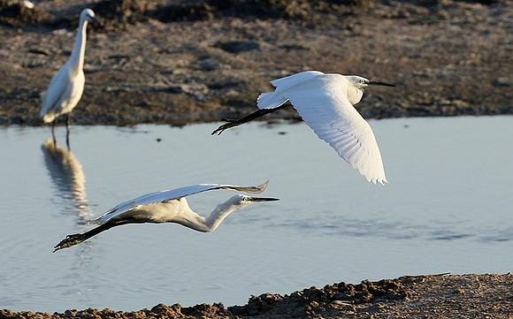 Flying together