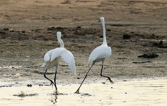 In the lagoon