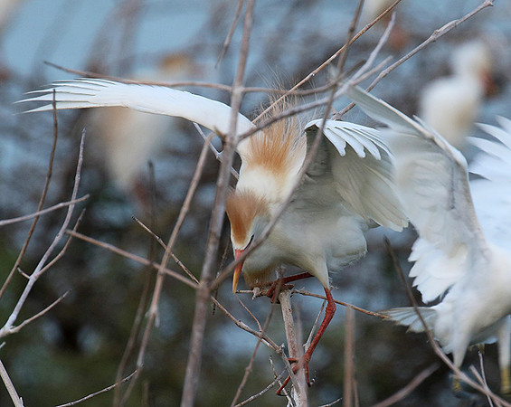 Cattle egret