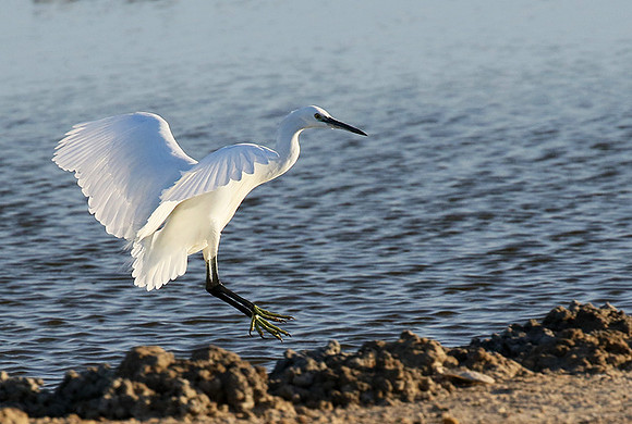 Egret in the lagoon (aigrette dans le lagoon)