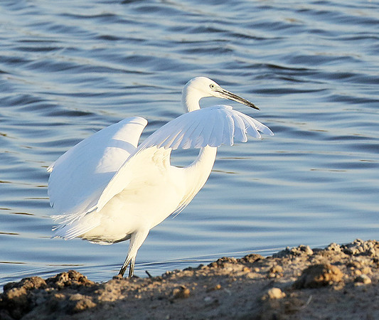 In the lagoon