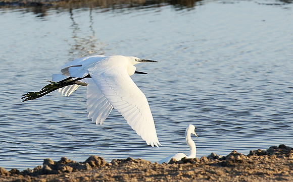 Flying together