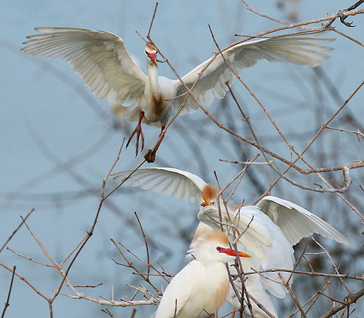 Cattle egret