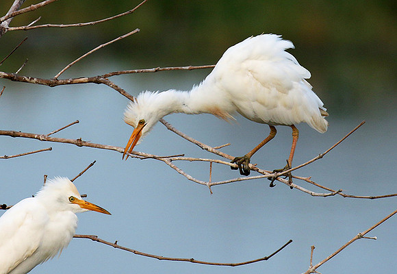 Western cattle egrets settling for the night