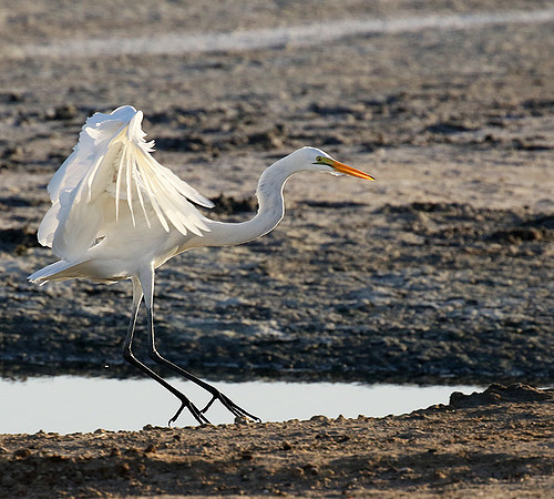 Egret in the lagoon (aigrette dans le lagoon)
