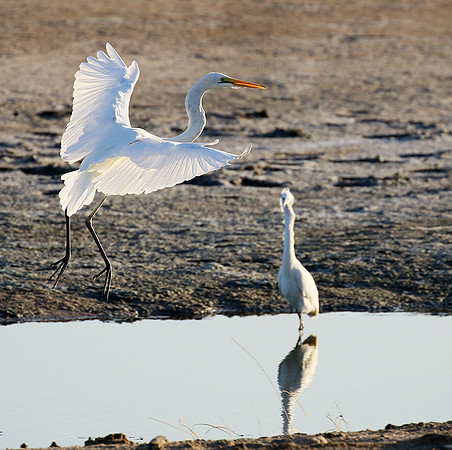 Egret in the lagoon (aigrette dans le lagoon)