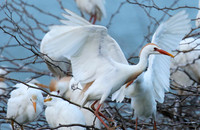 Cattle egret