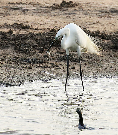 In the lagoon