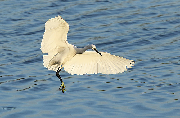 Egret in the lagoon (aigrette dans le lagoon)