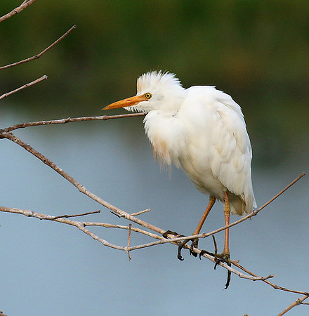 Western cattle egrets settling for the night