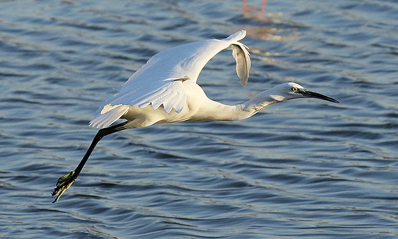 In the lagoon