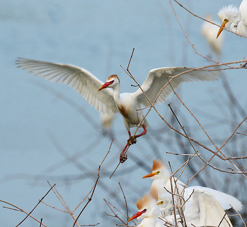 Cattle egret