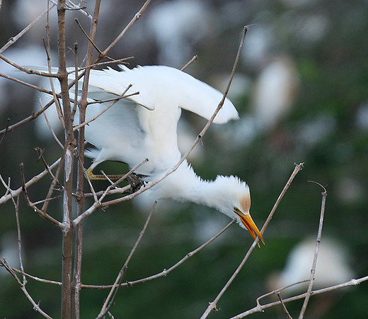 Cattle egret