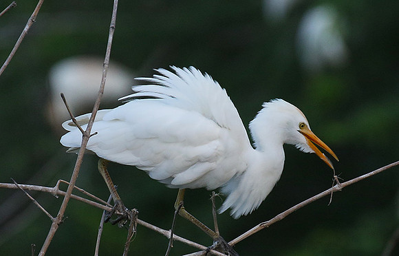Cattle egret
