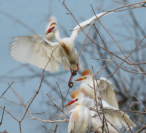 Cattle egret