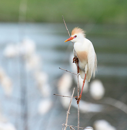 Cattle egret
