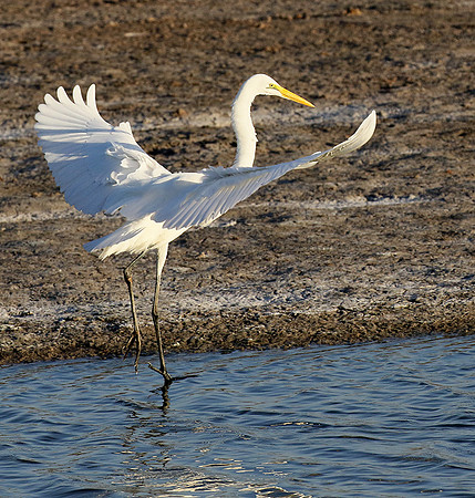 In the lagoon