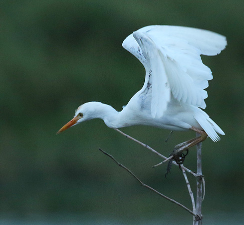 Cattle egret