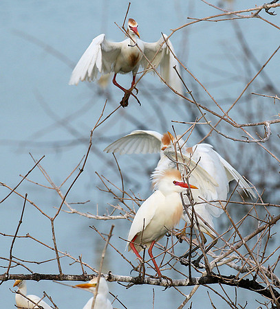 Cattle egret