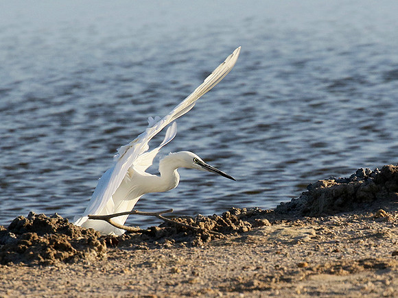 Egret in the lagoon (aigrette dans le lagoon)