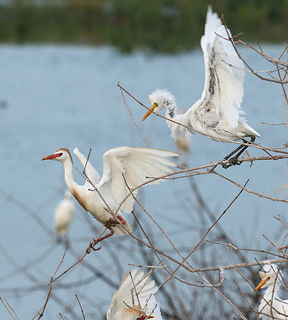 Cattle egret